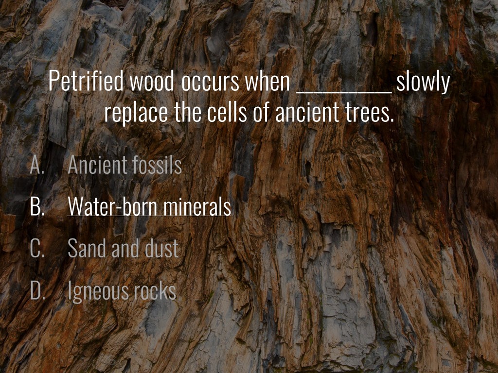 World Forestry Center_Forest Quiz_Slide8