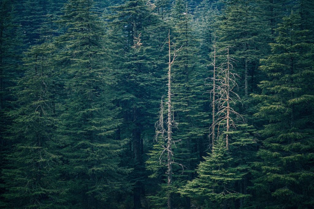 Panoramic image of tall green pine trees in a forest